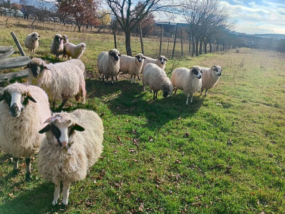De vânzare oi...