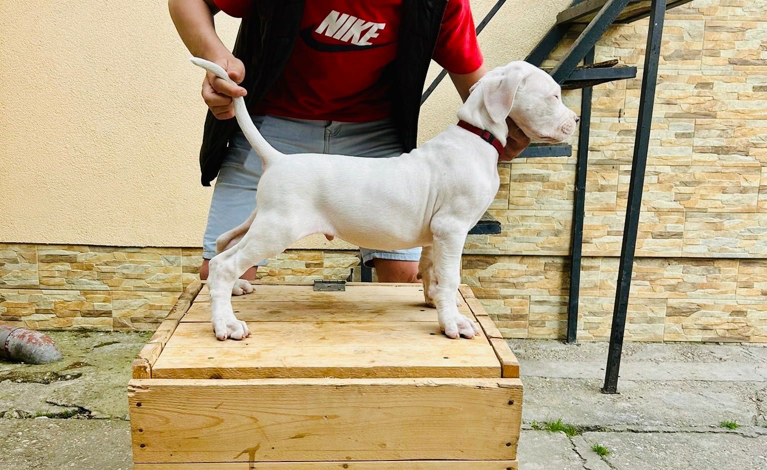 Dogo Argentino/ Pui