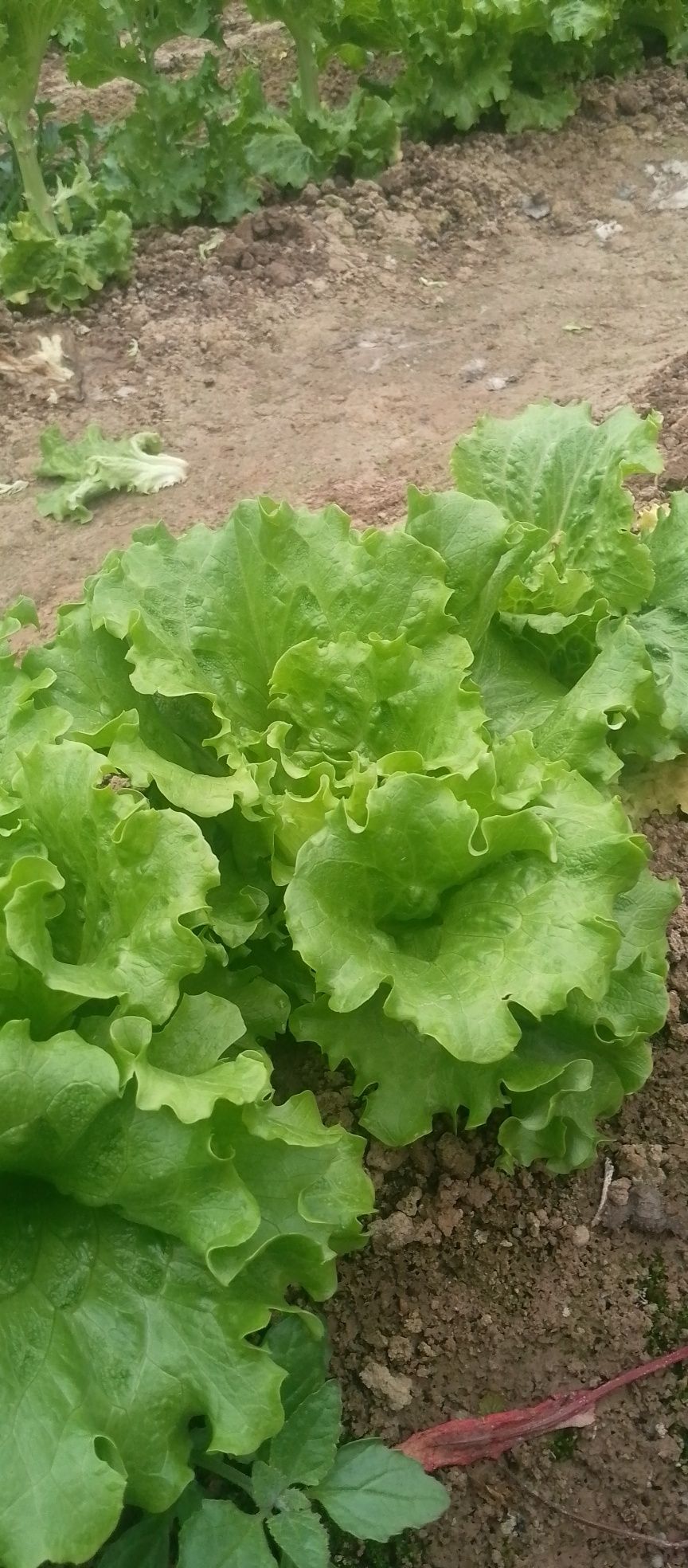 Salat barglari sotiladi.