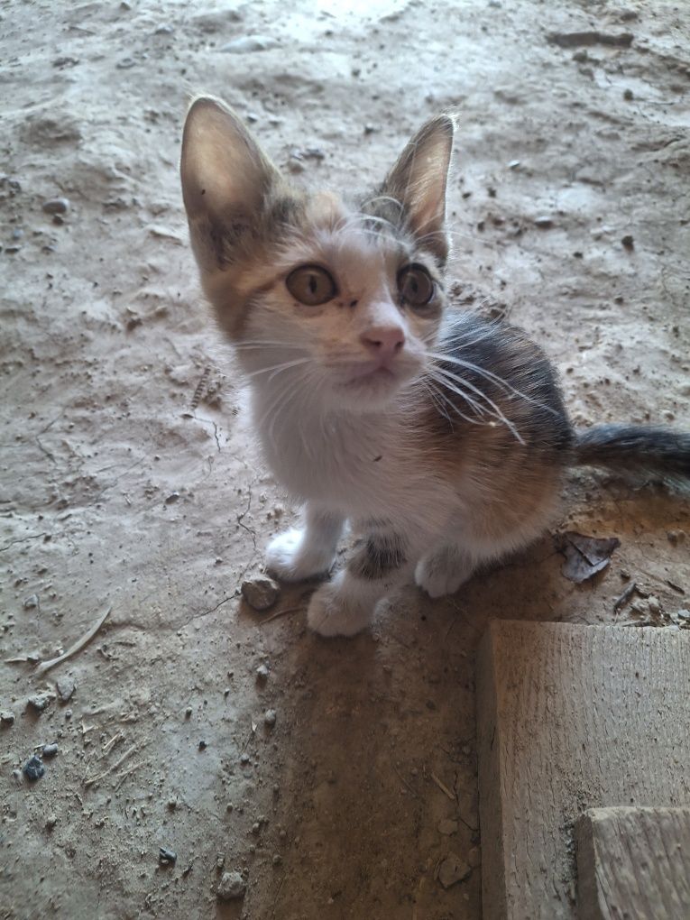 Котёнок .Жақсы мысықтар таза