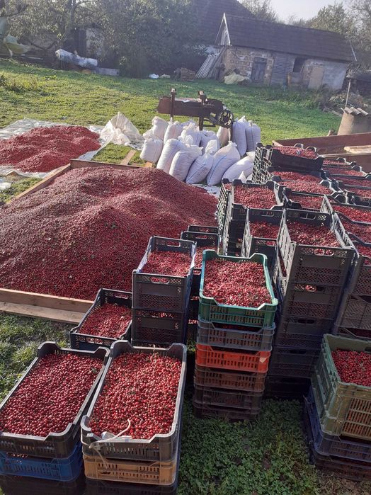Măcese proaspete (maciese ,rosa canina)