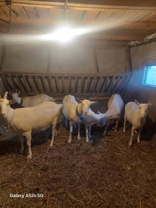 Capre saanen de vanzare și iedita..