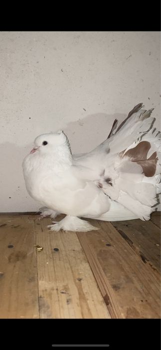 Voltari indiani schimb