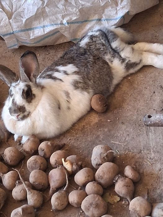 " Cucerește - ți cu un iepurași jucăuși ! "