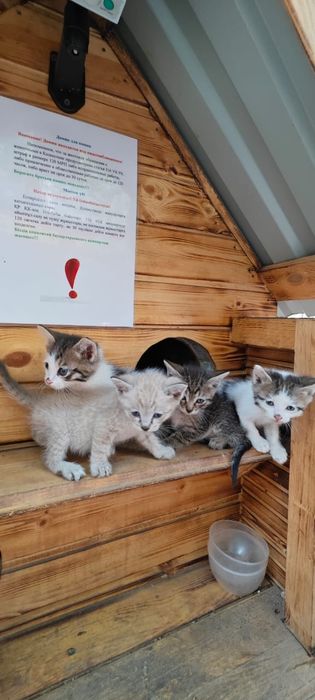 Отдадим котят в хорошие руки, SOS