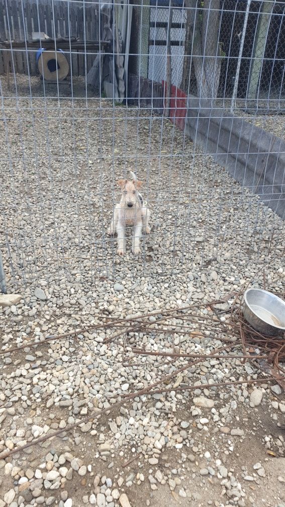 Vand fox terrier