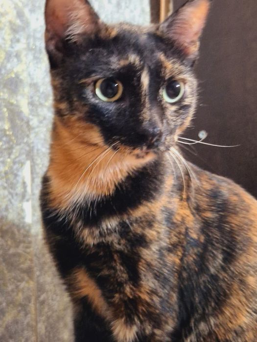 Трёхцветная стерилизованная кошечка Ириска 6 месяцев
