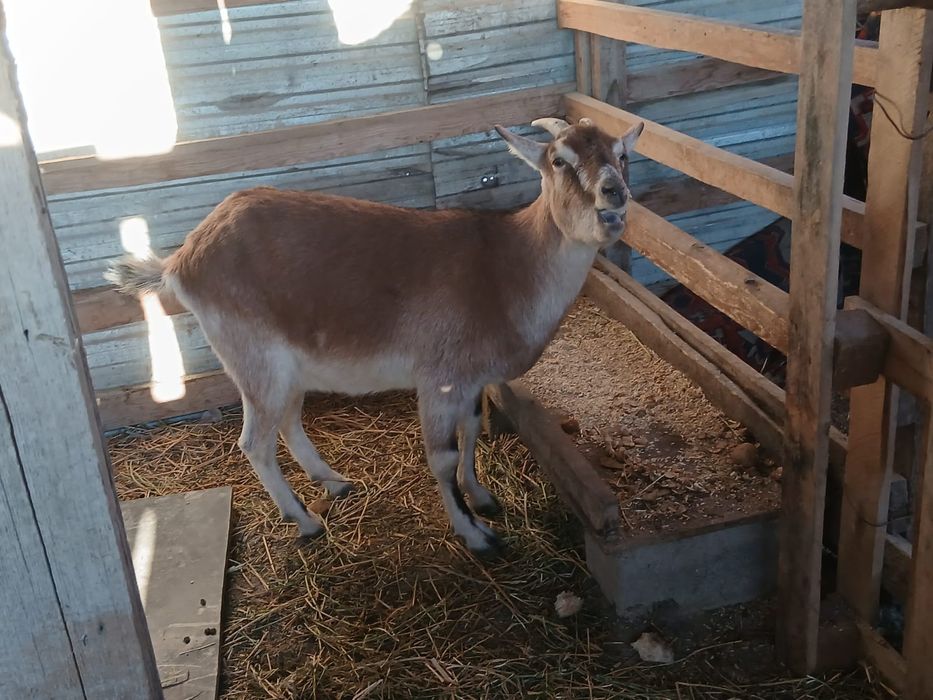 Сүтті Альпі ешкісі сатылады.