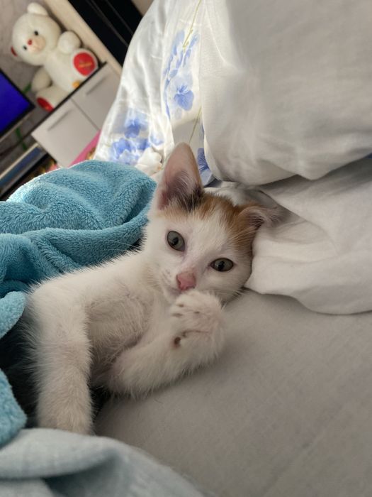 Отдам котенка в добрые руки