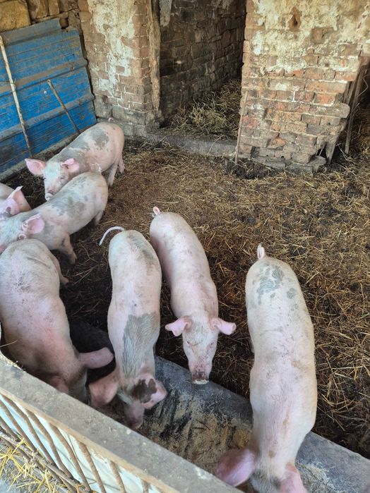 Продавам Прасета ландра