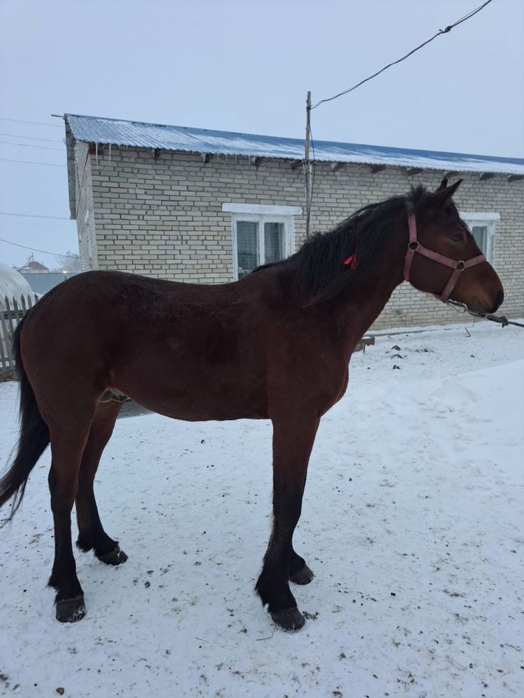 Алтайский жеребец инаходец