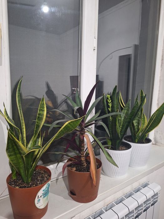 Комнатные растения