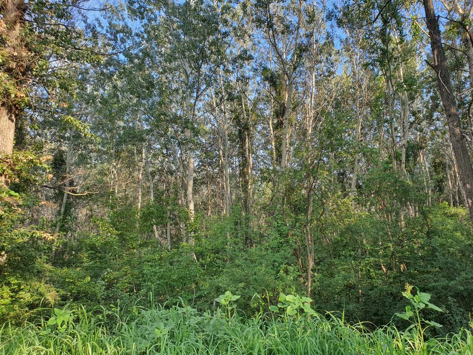 Doar 1,80 euro mp - teren extravilan, cu padure la sosea, de vanzare