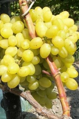 Vita de vie de masa farà samburi