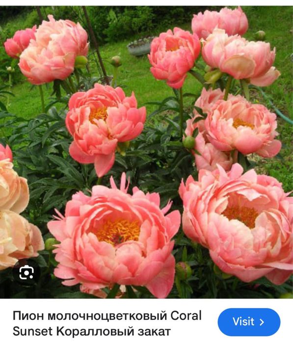пионы сортовые   пион