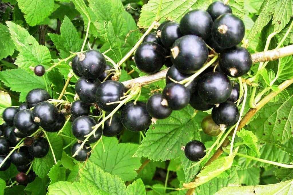 Саженцы Российской красной и черной Смородины, Малины и Йошты