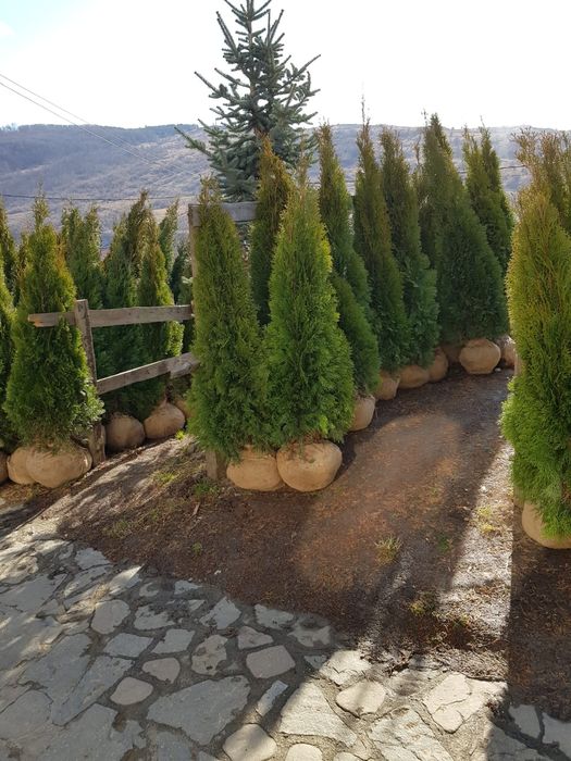 Vand tuia smarald columna braband Lelandy spirale pon pon fontina