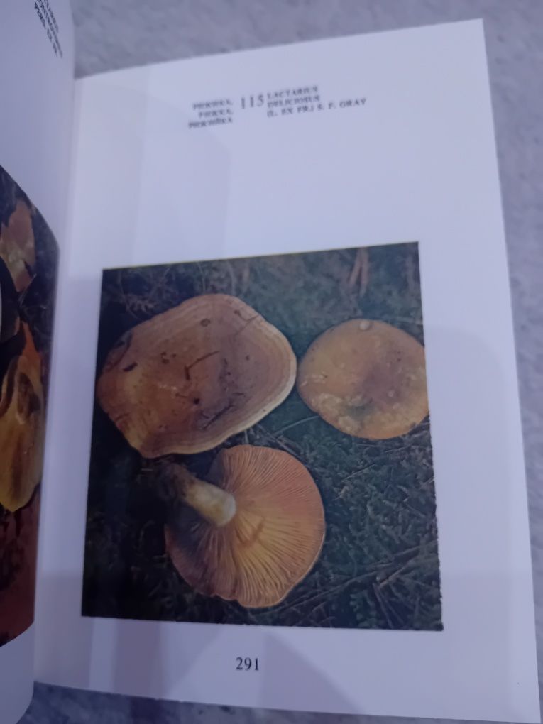 Книга нашите гъби
