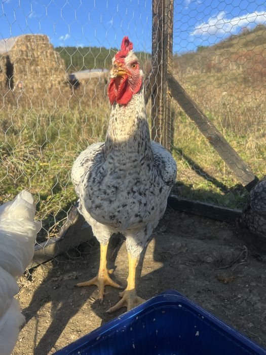 Cocoș tânăr de vanzare