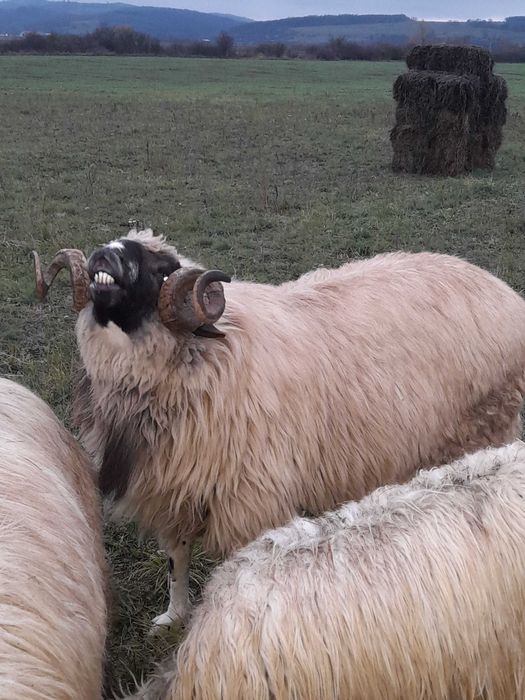 Vând strămior breaz