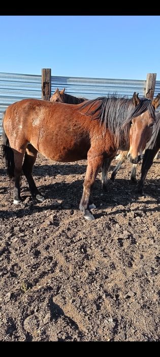 Ту бие сатылады! 5 жасар