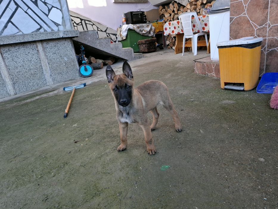 Белгийска овчарка малиноа