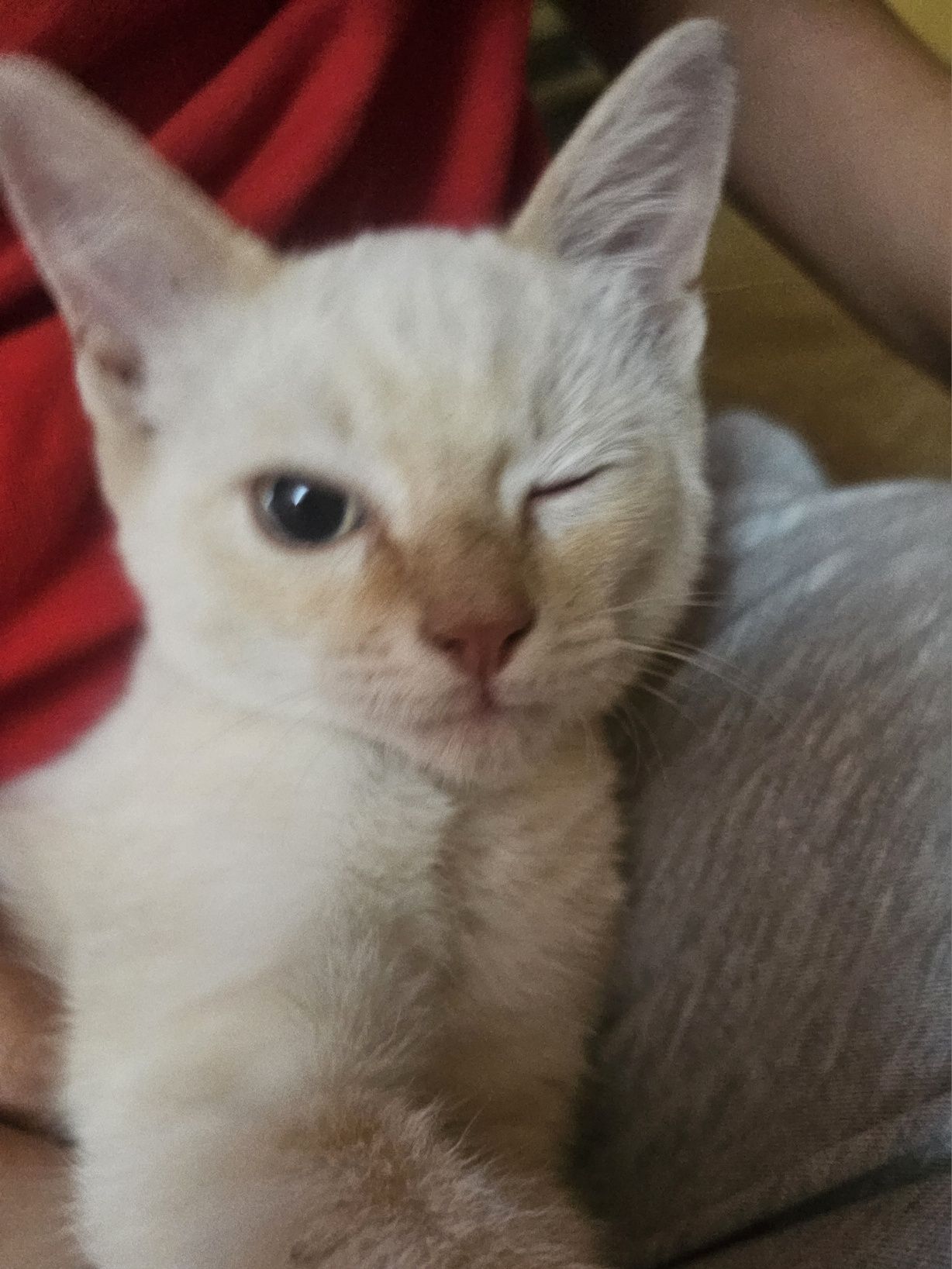 Котенок ищет новый дом!