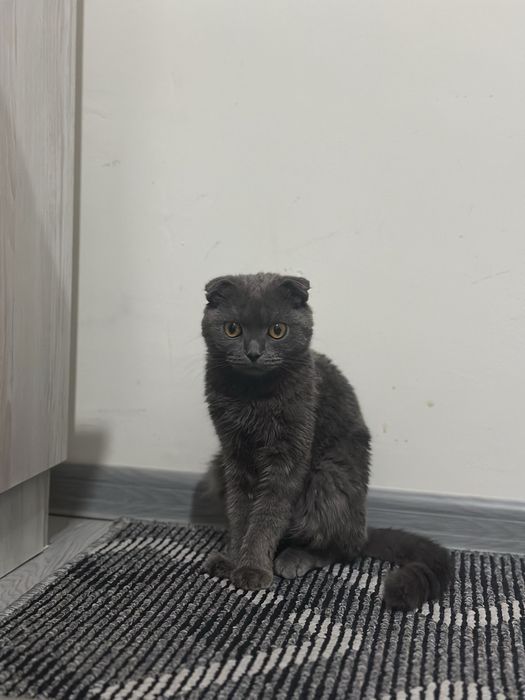 Mushuk sotiladi parodali mushuk