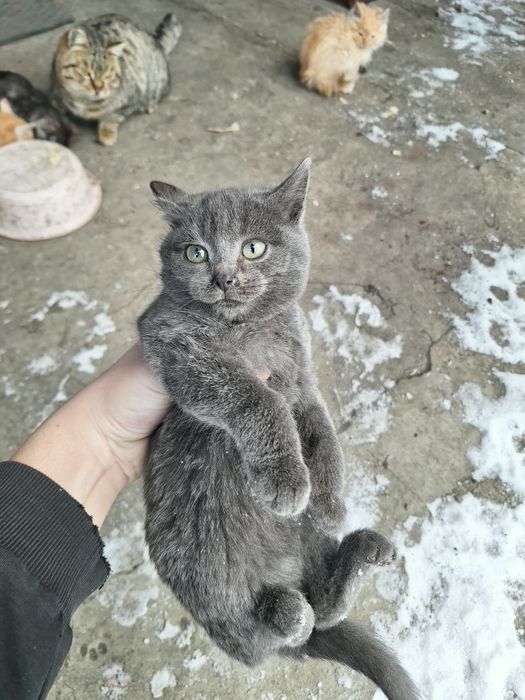 Отдам котят в добрые руки