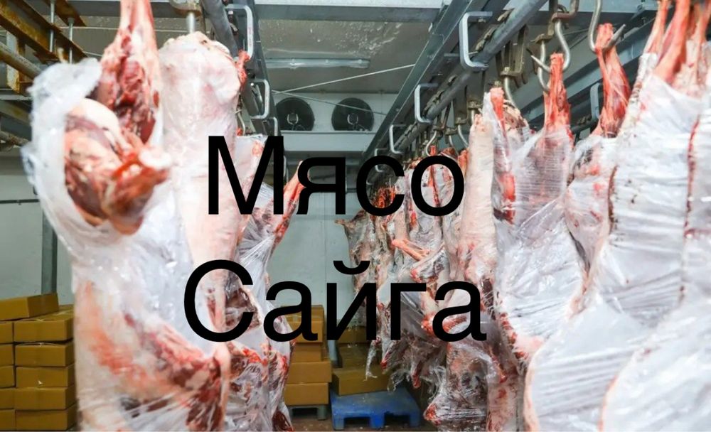 Мясо Сайга свежее