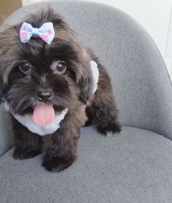 Shih-poo /Ши ПУ момиченце