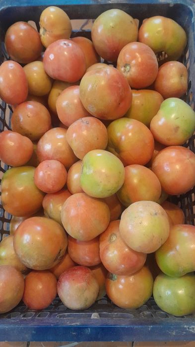 Продам бурые помидоры