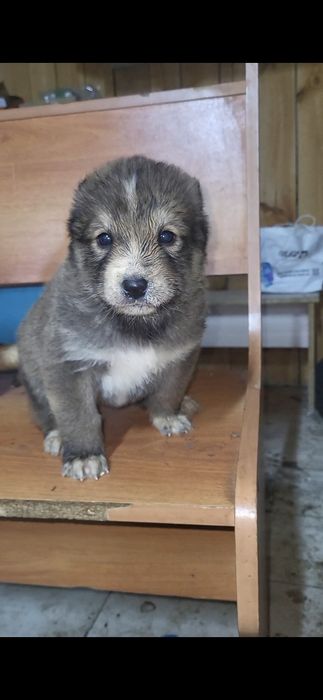 Щенок волкодава, девочка