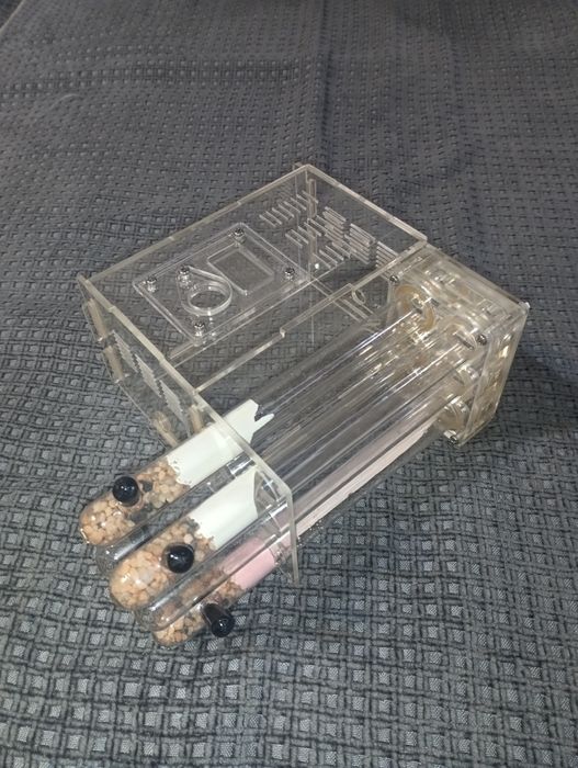 Муравьиная ферма, формикарий