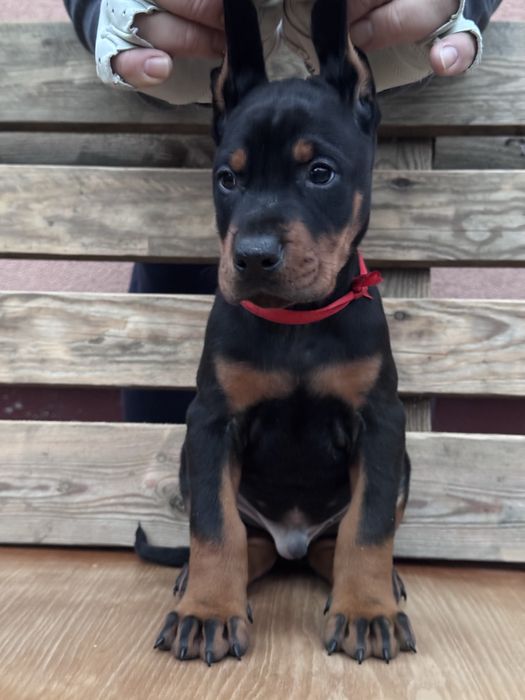Cățeluș Doberman cu pedigree
