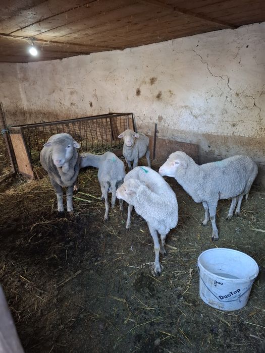 Vând 4 oi bătrâne
