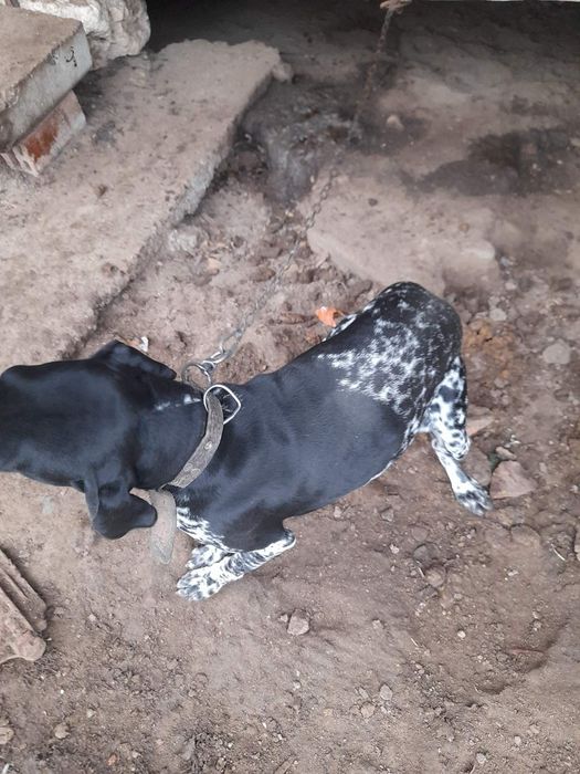 Чистокръвен мъжки куцхаар