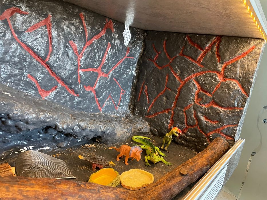 TERARIU Agama cu barba