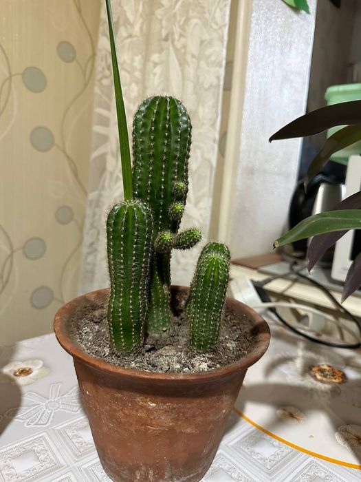 Продам цветы 50 тысяч