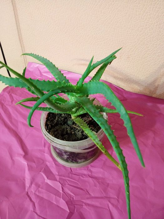 Продам Алое от Бабушки — Более 1 Года, Цена 2000 Тенге!