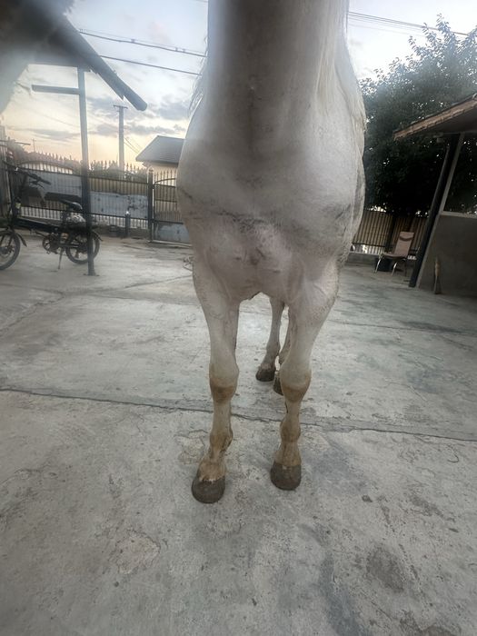 De vanzare cal de RASA PINTO HORSE