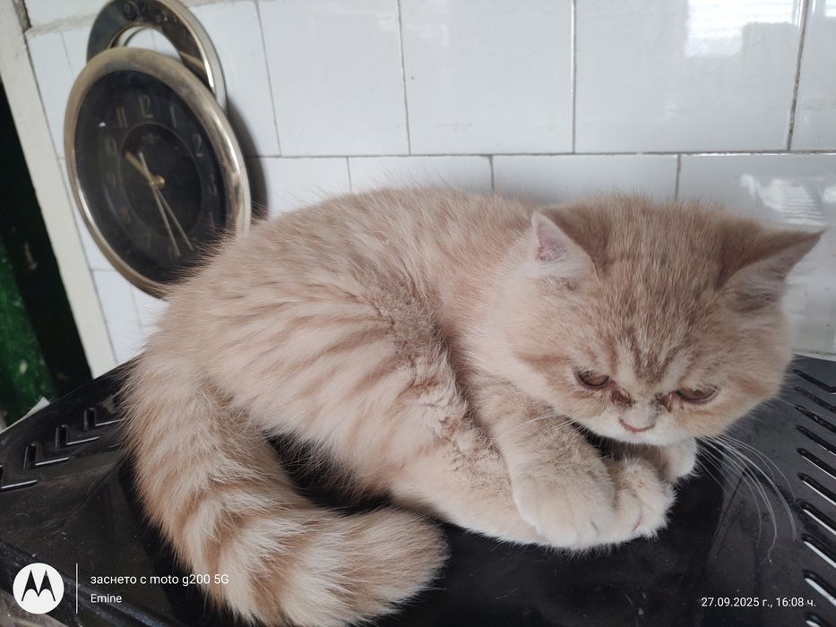 Британски котенца