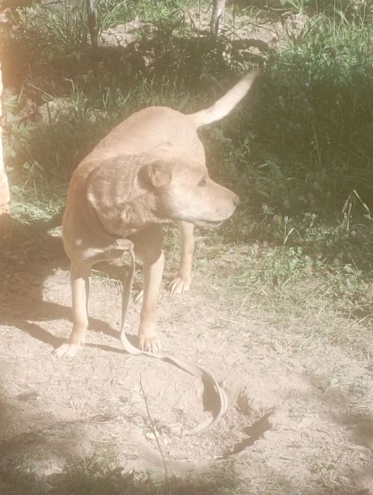 It sotlade  zotor yaxshe et