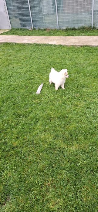 Продавам Среден шпиц