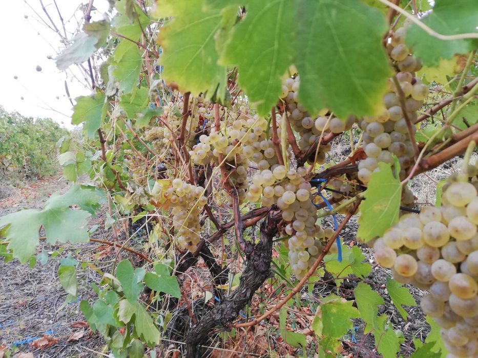 Vând struguri pentru vin (Fetească Albă)