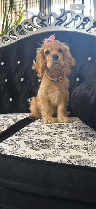 Cocker Spaniel – 2 luni, 2 vaccinuri, 2 deparazitări