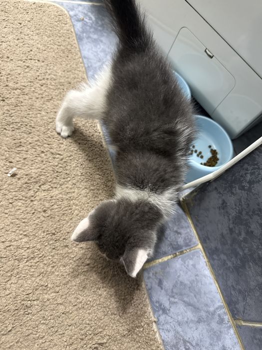 Отдадим на хорошим человеку