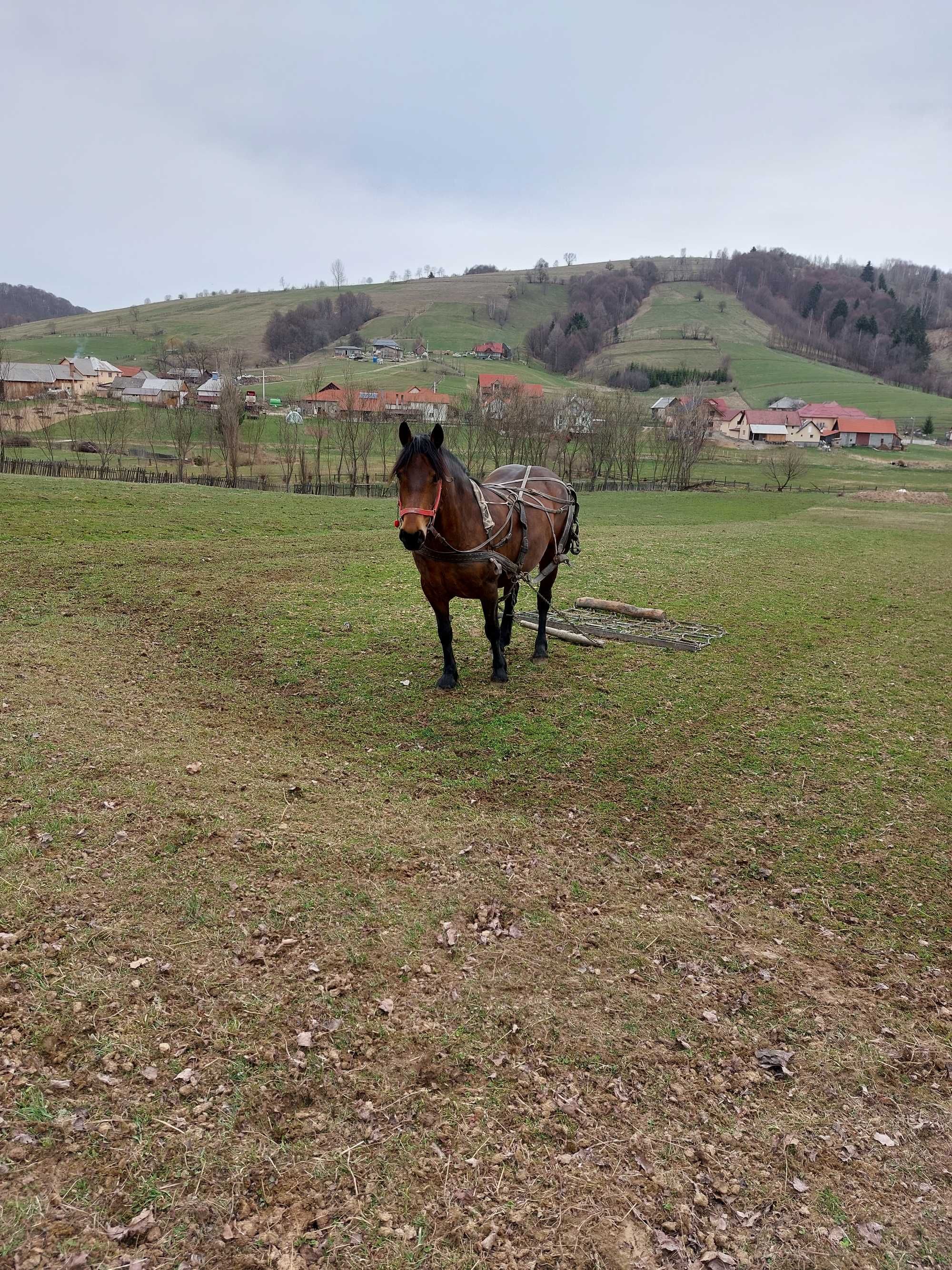 Vând iapa de 8 ani