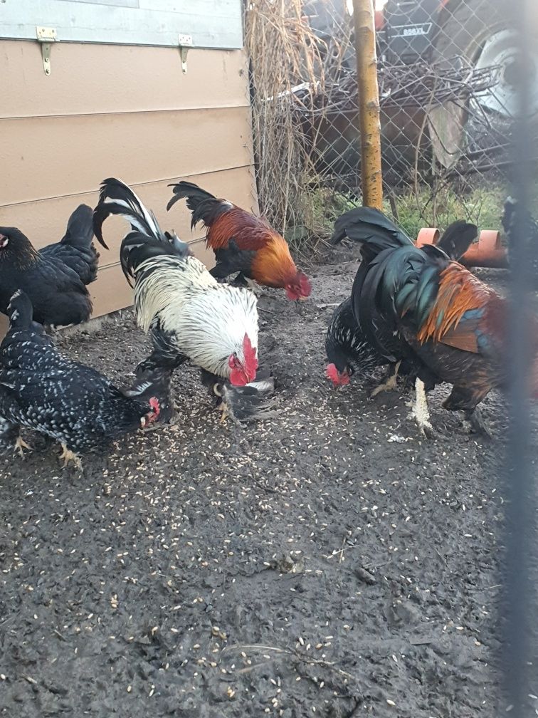 Vand cocosi pitici preț 35 lei