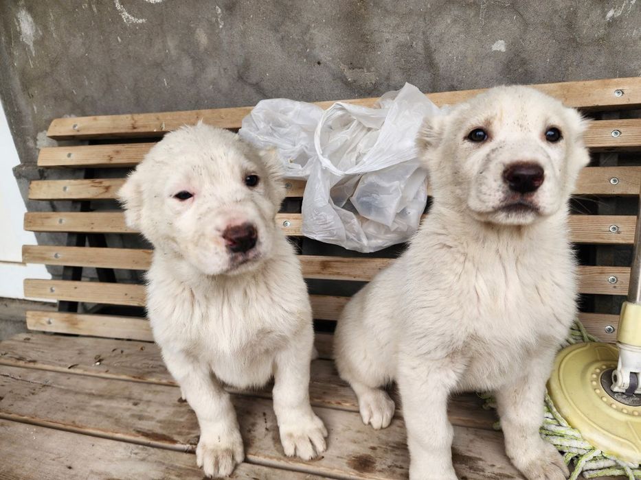 щенки алабая. белые.